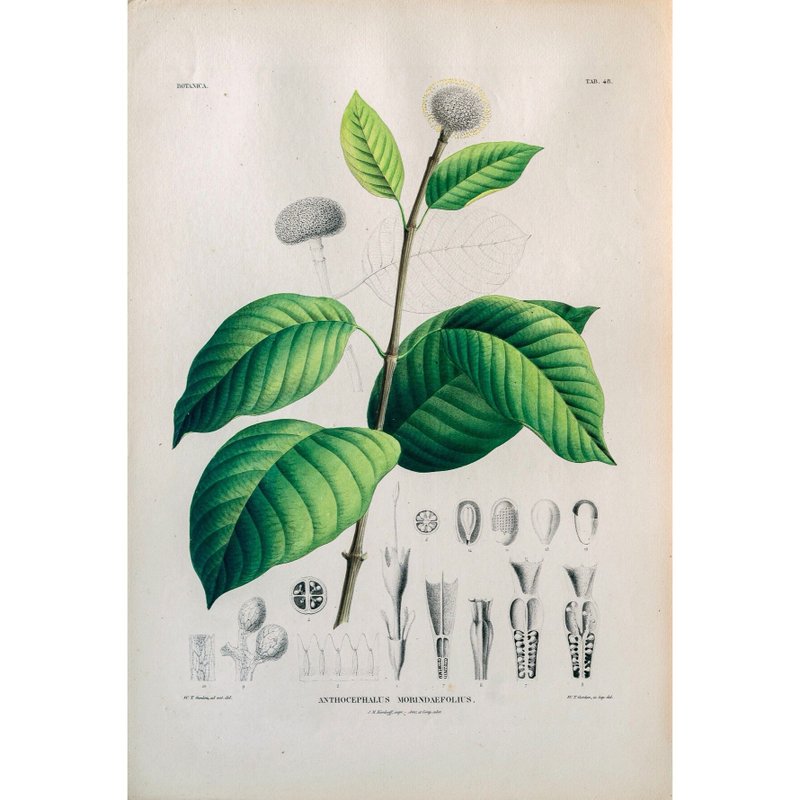 團花 Anthocephalus Morindaefolius - 植物圖鑑-版畫 - 海報/掛畫/掛布 - 紙 