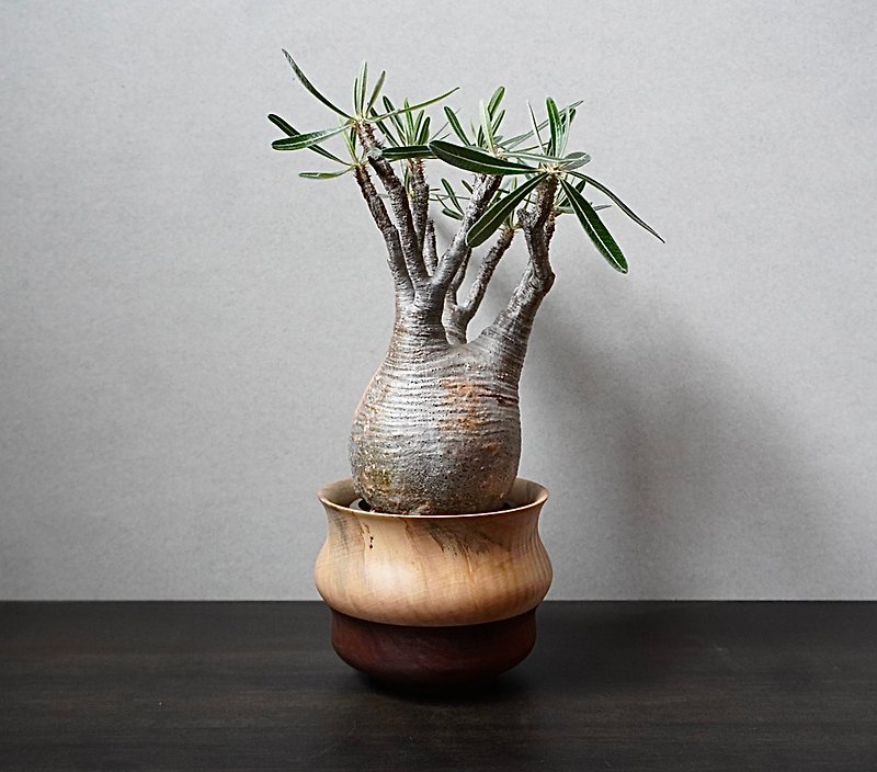 木製鉢カバー　グリーンポット　ウォルナット ×トチ - 花瓶/陶器 - 木頭 咖啡色