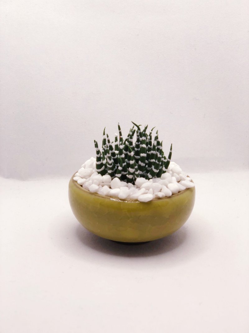 黏土多肉植物- 十二之卷 - 擺飾/家飾品 - 黏土 