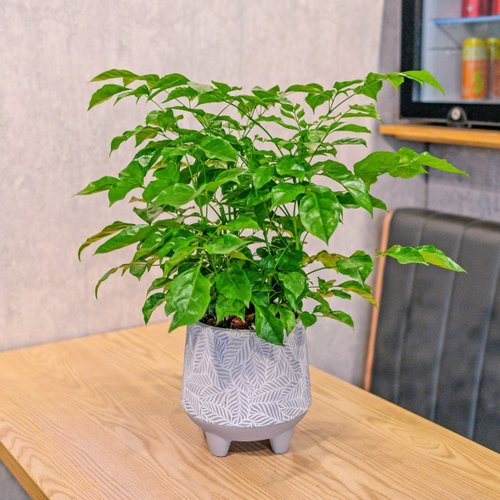 巧繪網植物館 旺旺樹 發財樹 盆栽 水泥盆樹葉紋 桌上盆栽 開幕送禮 喬遷禮物