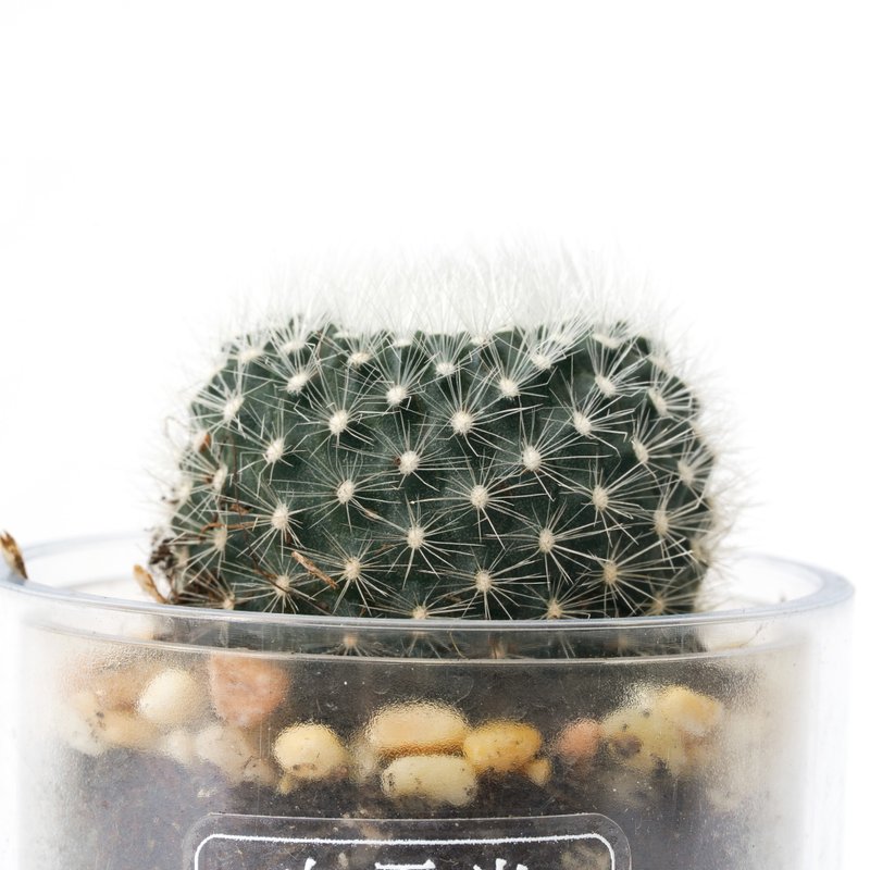 【白雪光】多肉 植物 智慧型盆栽罐 | 蒔光 - 盆栽/植栽 - 植物．花 