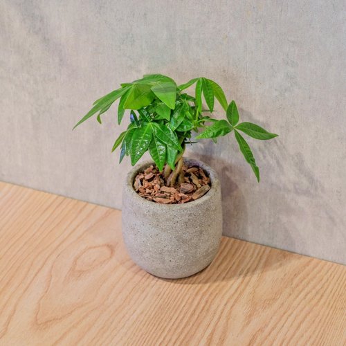 巧繪網植物館 馬拉巴慄 桌上型水泥盆栽 觀葉植物 禮物 盆栽 交換禮物 植物
