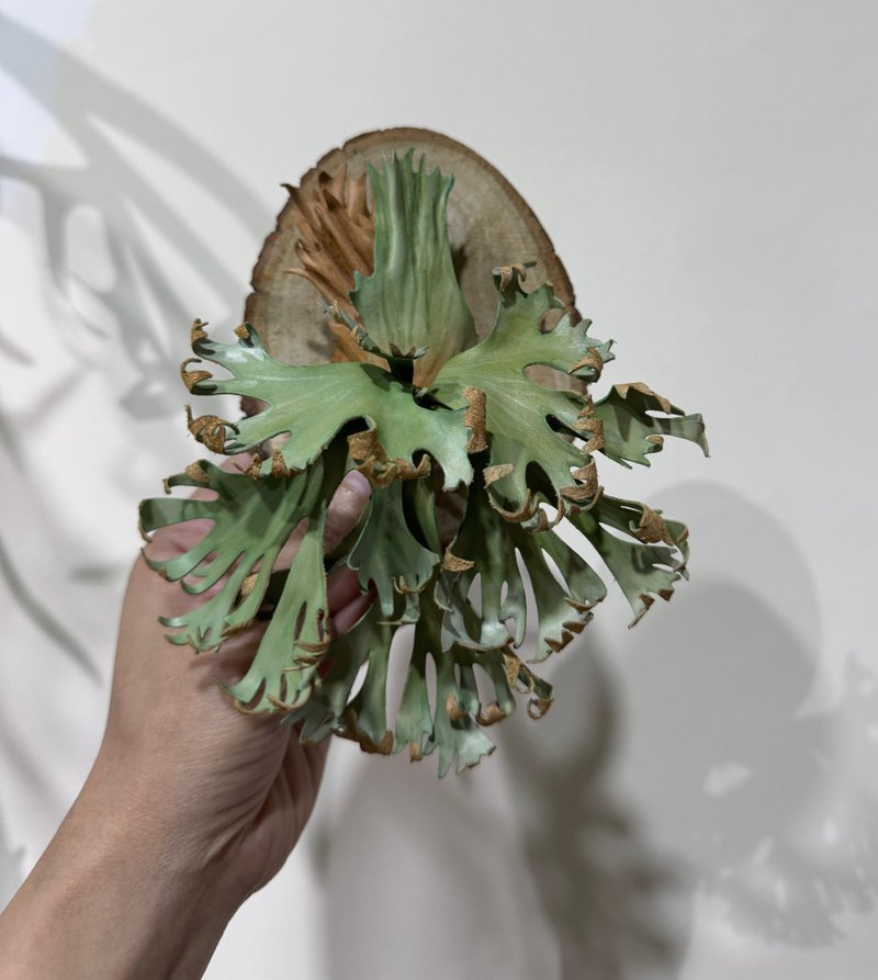 捲雲皮革鹿角蕨 - 盆栽/植栽 - 真皮 