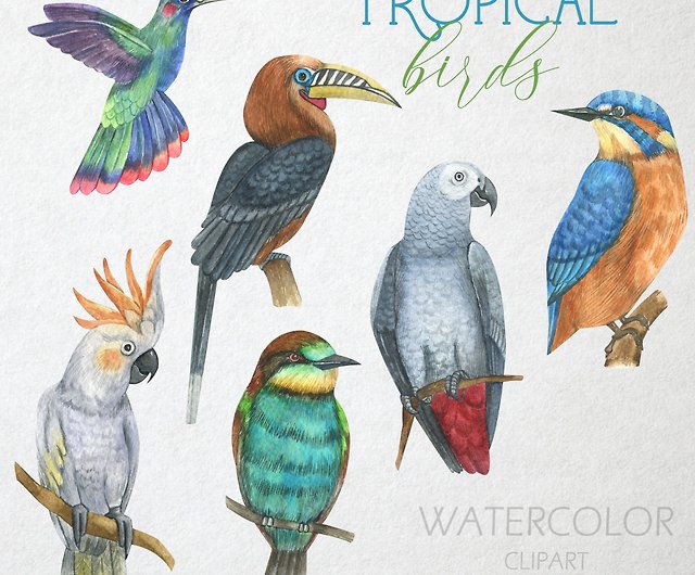 tropical birds drawing