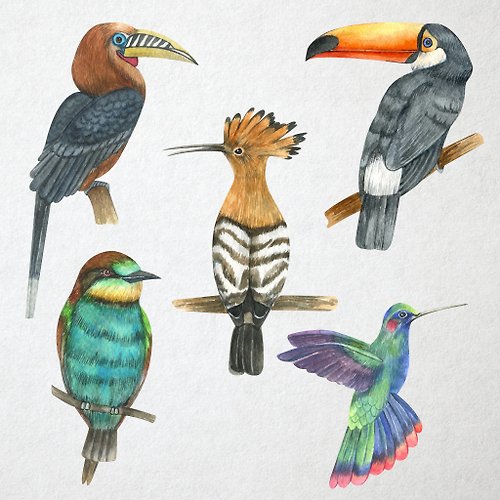 tropical birds drawing