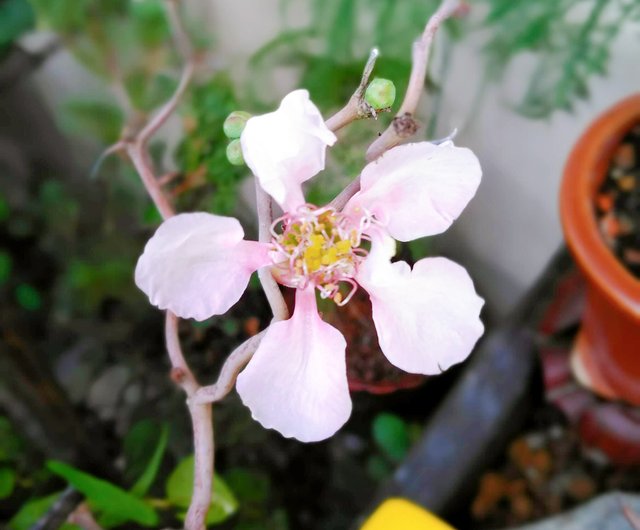 小品盆栽 日本雲龍長壽梅 雙幹 雲竜長寿梅 設計館浮生植栽 植栽 盆栽 Pinkoi