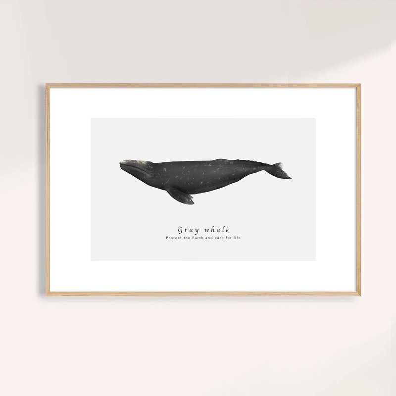 灰鯨 Gray Whale / 海洋動物插畫掛畫 / 藝術無框輸出 - 海報/掛畫/掛布 - 紙 