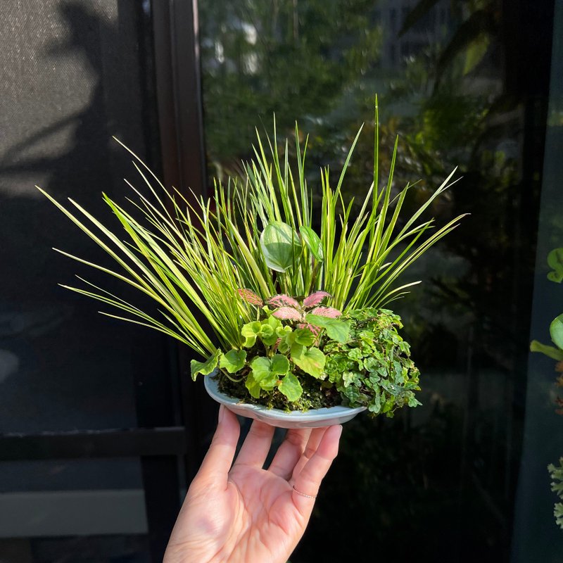 日本亞米利加堇菜∣合植山野草 盆景展襯草 - 盆栽/植栽 - 陶 