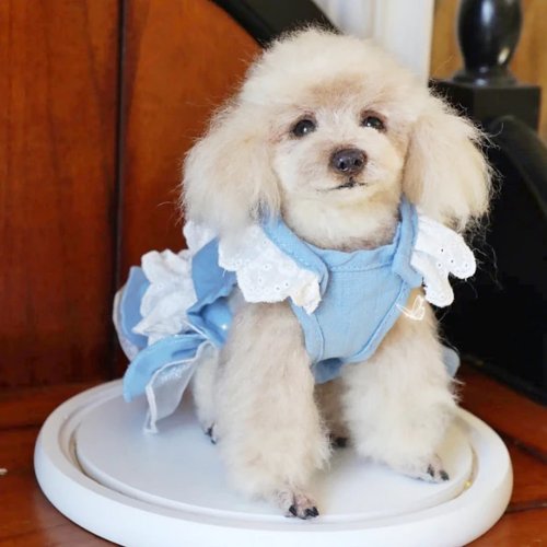 LifeXtyle 樂活式 客製化逼真貴賓犬羊毛氈寵物娃娃定製複刻狗狗貓咪毛小孩公仔