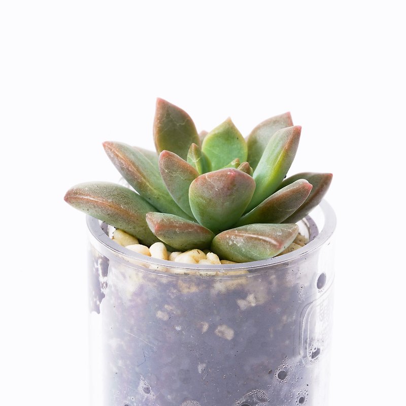 【Marcus】Succulent Plant Smart Pot | - ตกแต่งต้นไม้ - พืช/ดอกไม้ 