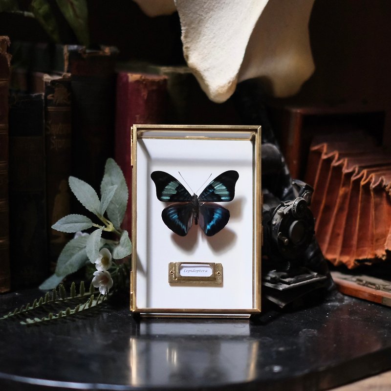 Guide for the lost | Torch butterfly_Butterfly specimen - Picture Frames - Glass Multicolor