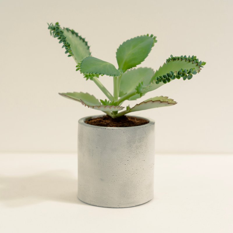 蕾絲姑娘│泥作系列│福所栽 - 盆栽/植栽 - 水泥 綠色