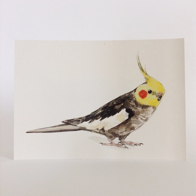 鳥‧はがき‧0043 - カード・はがき - 紙 
