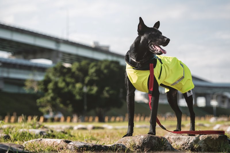 apetto big Wang raincoat lemon Neon Yellow - Clothing & Accessories - Other Materials 