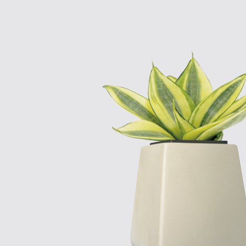 森多 水耕植研所 │ 方盆系列 │ 黃金虎尾蘭 - 空氣淨化 室內植物 水耕盆栽