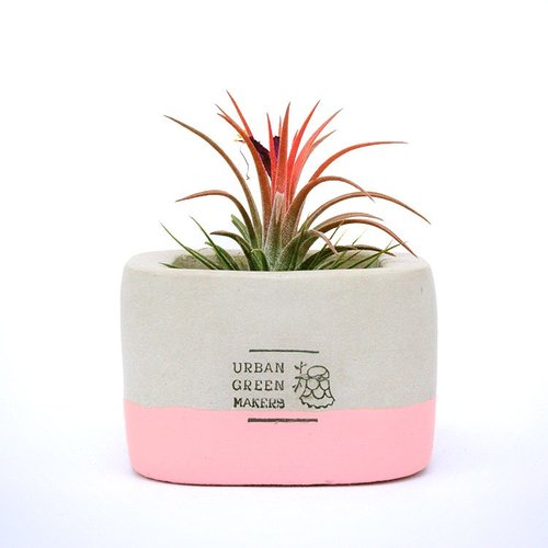 URBAN GREEN MAKERS (Taiwan) UGM方型清水模盆器 / 粉(M)