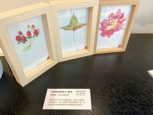 拾研所 生物繪圖明信片套裝/ 共16張/ 植物繪/ 鳥繪/ 昆蟲繪/ 貝殼繪