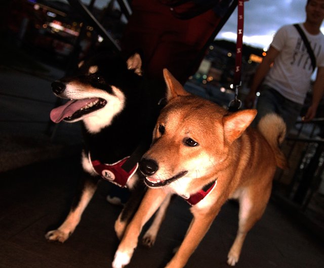 柴犬ペット反射チェストとバックリーシュセットで夜を歩く安全に