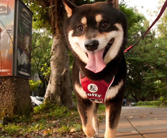 柴犬ペット反射チェストとバックリーシュセットで夜を歩く安全に