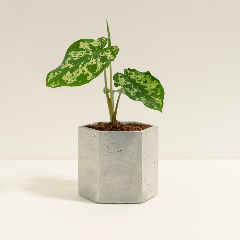 Camouflage Taro│Clay Work Series│Fortune Planted - Plants - Cement Multicolor