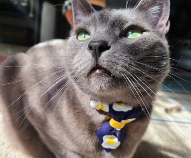 Fabric cat collar hot sale
