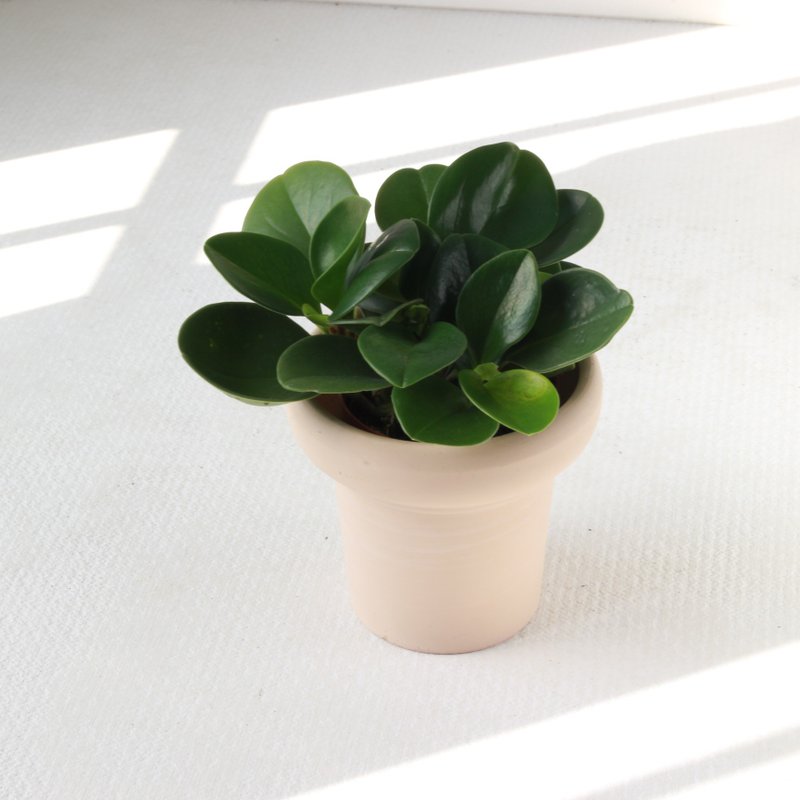 Planting potted l round leaf pepper grass ice cream cup pot round leaf lucky indoor plant astigmatism - ตกแต่งต้นไม้ - ดินเผา 