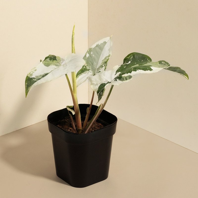 Variegated 斑葉合果芋 - 盆栽/植栽 - 植物．花 