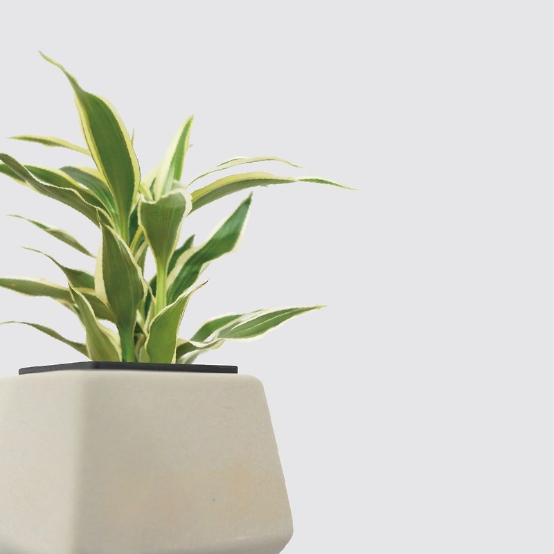 │ Square Pot Series│ White Spotted Millennium Wood - Hydroponic Potted Ceramic Pots Indoor Plants - ตกแต่งต้นไม้ - พืช/ดอกไม้ 