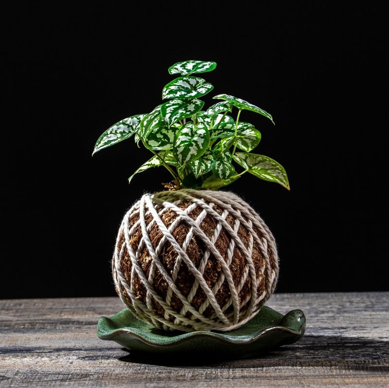 雪天使苔球 苔球植物 苔玉 適合室內植物 辦公室植物 交換禮物 - 盆栽/植栽 - 植物．花 