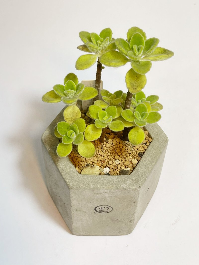 【野草不野-限時販售】小葉左手香/ 中六邊盆 - 盆栽/植栽 - 植物．花 綠色