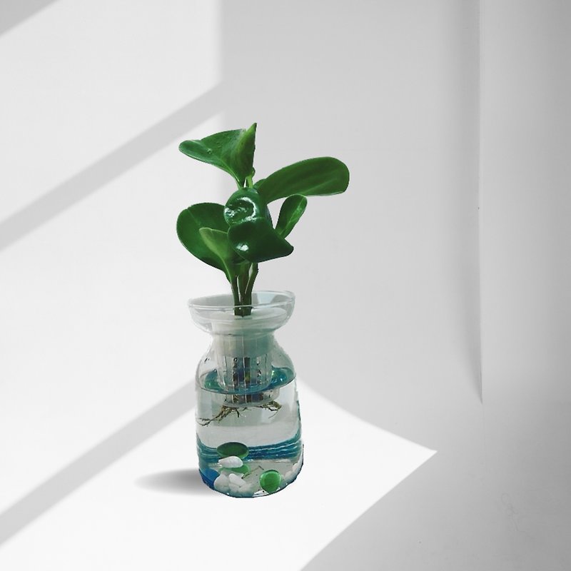 現貨 蕨美植栽 室內辦公室必備-圓葉椒草(發財樹)+質感瓶組 - 植物/盆栽/盆景 - 植物．花 