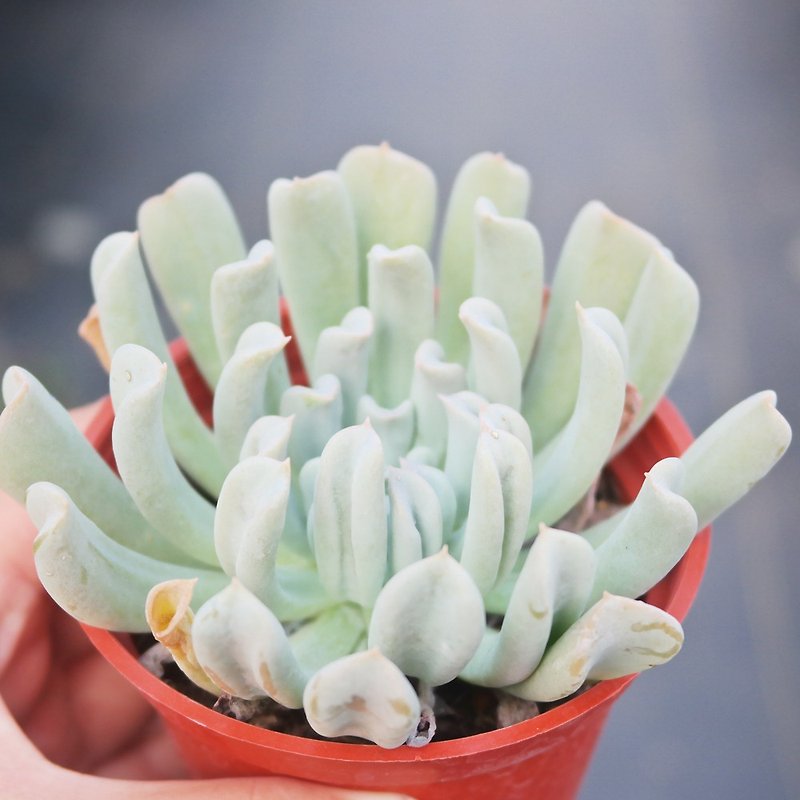 [Doudou Succulents] Housewarming│Gifts│Promotion│Succulents│-Teye Jade Butterfly - Plants - Plants & Flowers Multicolor
