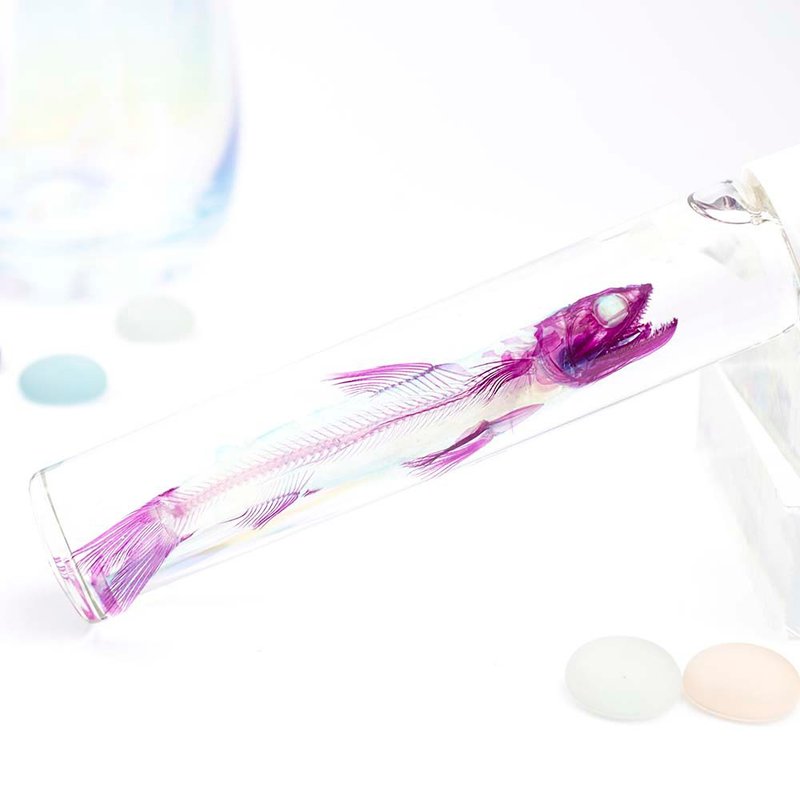 透明標本 蛇鯔 魚類標本 台灣海洋生物 - 擺飾/家飾品 - 玻璃 多色