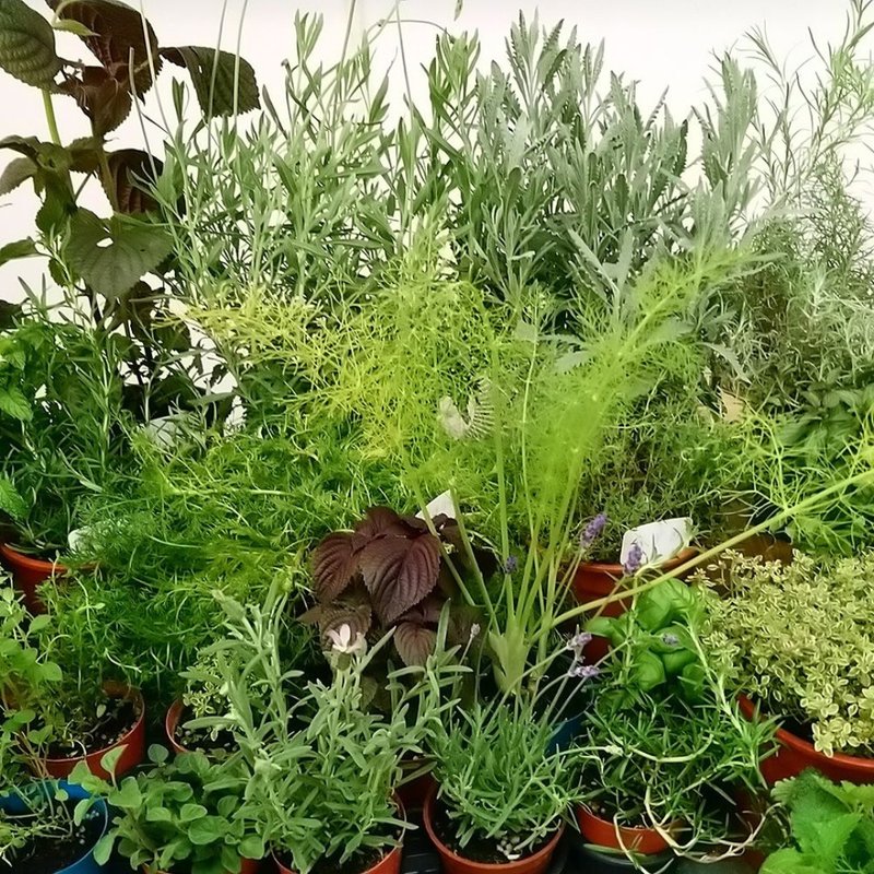 【芳香家族派對 Aroma Family Party】認識芳香植物 香氣 - 蠟燭/香氛/調香 - 其他材質 