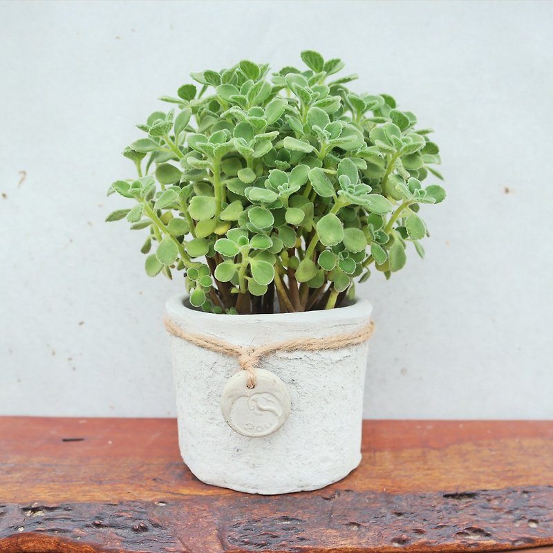 Peas succulents and small groceries - handmade clay pots with the creation series - old hanging round bowl - ตกแต่งต้นไม้ - ปูน สีเทา