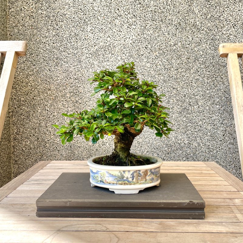 小品盆栽-福建茶 盆景 送禮 - 植栽/盆栽 - 植物．花 