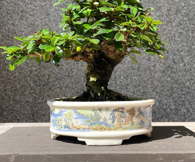 小品盆栽-福建茶盆景送禮野趣小品盆栽Rustic Charm Bonsai｜盆栽/植栽