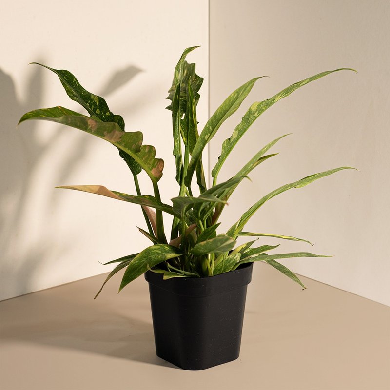 斑葉火之戒蔓綠絨 - 盆栽/植栽 - 植物．花 