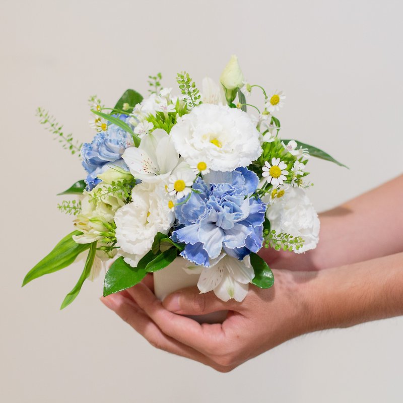 Soft white cloud blue table flower - Plants - Plants & Flowers Blue