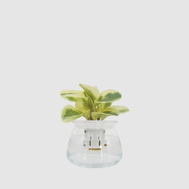 │ガラスシリーズ│ ミルキーペッパーグラス - 空気清浄 ラッキー水耕栽培植物 怠惰な鉢植え - 観葉植物 - 寄せ植え・花 ホワイト
