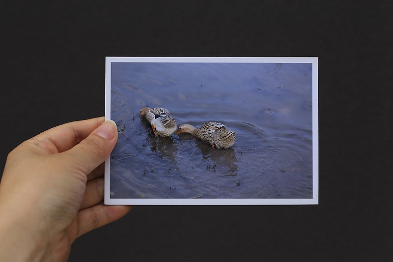 ペットの写真・デザインした写真を厚手の300g特殊紙に高精細プリント・ペットの風景 - カード・はがき - 紙 