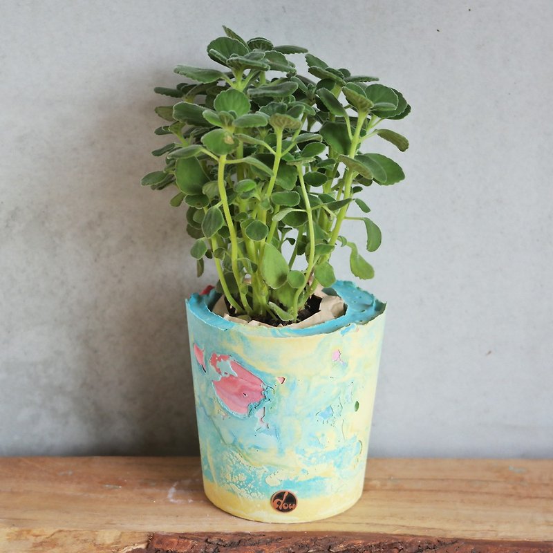 Peas Succulents and Small Groceries - Handmade Devon Shakes Series-7 - Plants - Cement Multicolor