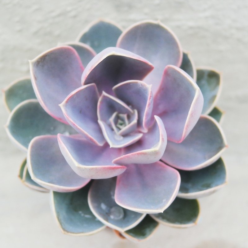 [Doudou Succulents] Housewarming│Gifts│Promotion│Succulents│-Nuremberg Pearls - Plants - Plants & Flowers Multicolor
