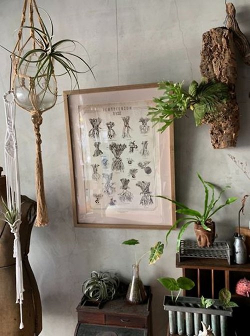 畫室裡的花市 台灣版 18種原生種鹿角蕨圖鑑 (不含框)