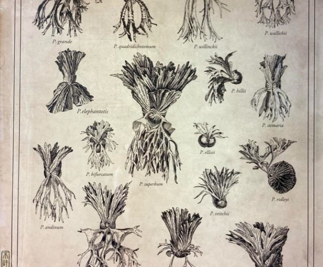 Platycerium アートポスター 18 Kinds of Platycerium (Without Frame) Illustration - Shop