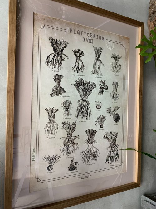 Platycerium アートポスター ビカクシダ ポスター作品一覧 - pixel.order