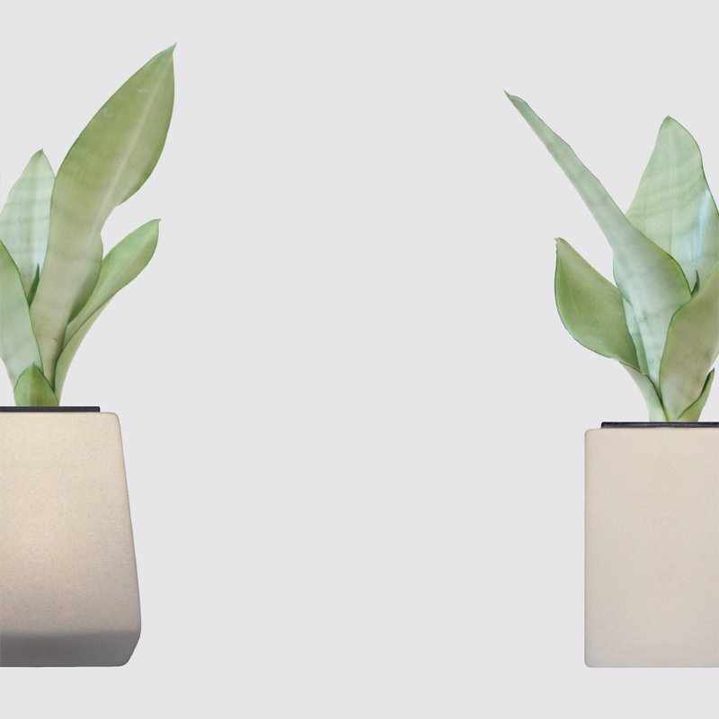 │ Square pot series │ Silver Queen Sansevieria - air purifying hydroponic plant indoor potted plant - ตกแต่งต้นไม้ - พืช/ดอกไม้ 