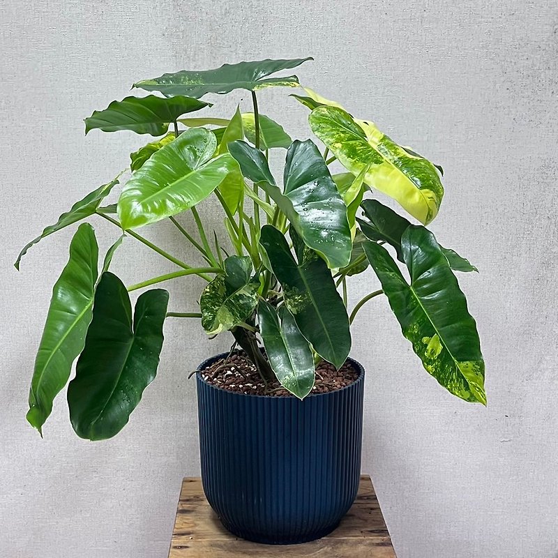 Spotted Unicorn Philodendron - Plants - Plants & Flowers 