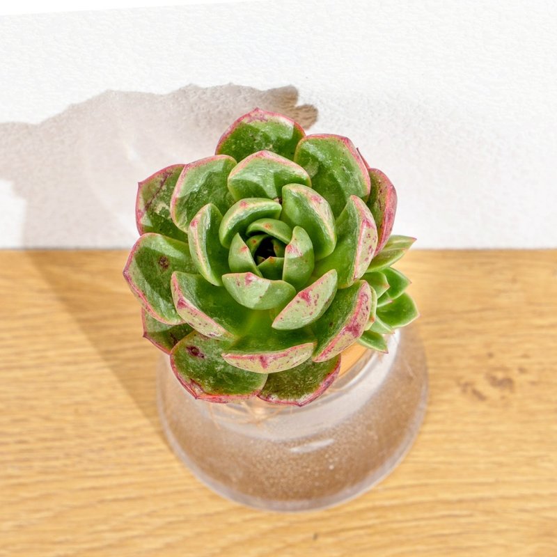 花火 三角水耕盆栽 室內植物 觀葉植物 禮物 水培 辦公室小物 水 - 植栽/盆栽 - 植物．花 透明