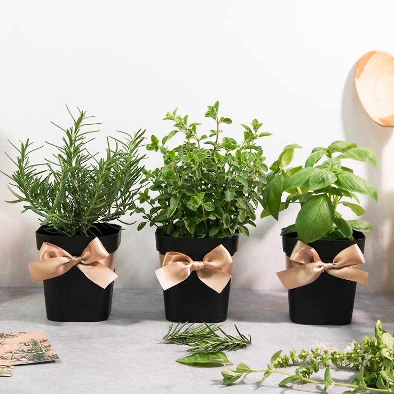 Fragrant Marjoram / Marine Fog Rosemary / Sweet Basil _Vegetable Vanilla Mix (3 pots) - Plants - Plants & Flowers 